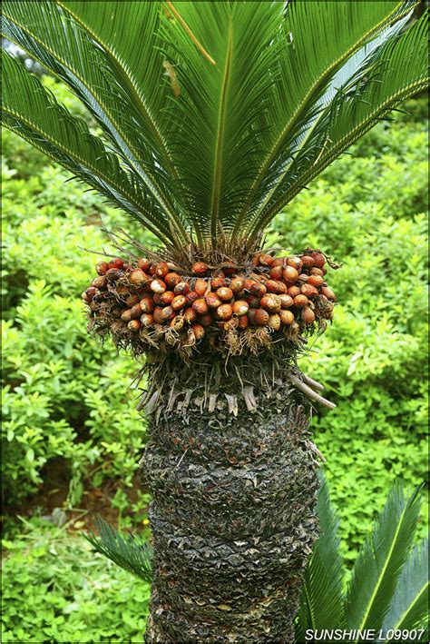 鐵樹種子|蘇鐵 Cycas revoluta Thunb